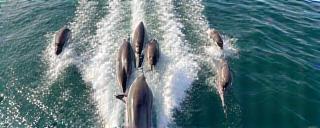 Delfini che saltano a prua della barca